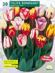 Botanische Tulpen Rembrandt Mix 30 Stück 10/11 Blumenzwiebeln Baltus 4823