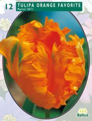 Papageien-Tulpen Tulipa Orange Favorite 12 Stück 10/11 Blumenzwiebel Baltus 1376