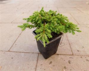 Juniperus com. 1 Stück Green Carpet Kriech-Wacholder 15/25 Bodendecker