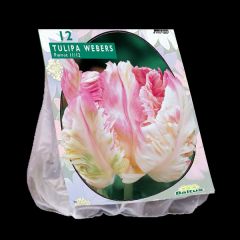 Tulipa Webers Parrot 12 Stück  Blumenzwiebeln  Baltus 301870