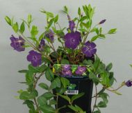 6 Vinca minor Atropurpurea violete  Immergruen Bodendecker T9x9 #