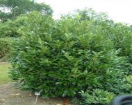 50 Kirschlorbeer Prunus Caucasica 35-35cm winterhart, immerguene-Hecken-Pflanze x