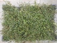 60  Thymus serpyllum Feld-Thymian Quendel winterharter Bodendecker T9x9 Pflanzware