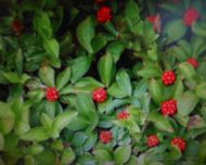 25 Teppich Hartriegel Cornus canadensis winterharte Blüten-Staude Bodendecker dekorative Blattbfärbung