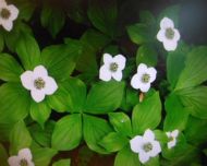 12 Teppich Hartriegel Cornus canadensis winterharte Blüten-Staude Bodendecker dekorative Blattbfärbung