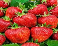10 Erdbeerpflanzen = ein 10erTray  Fragaria Ostara Pflanzen  Erdbeeren Trayf gewachsen