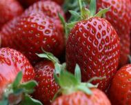 10 Erdbeerpflanzen = ein 10erTrayFragaria Mieze Schindler Erdbeeren winterhart   x