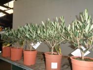 Olea europea Olive T15  25-30 cm  gewachsen 1 Olivenbaum Bonsai-Rohware