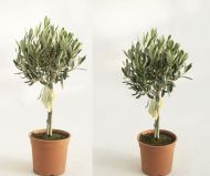 Olea europea Olive T15  Stamm 50-60  Olivenbaum