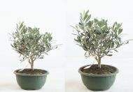 Olea europea Olive T18 cm Schale Olivenbaum 30-35 cm Bonsai-Rohware  4260566457540