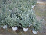 1 Eucalyptus Gunni Busch Kugel Eukalyptusbaum, Pflanzen 20-30  cm, winterhart T14cm