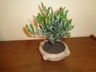 Olea Olivenbaum 1 Bonsai in Schale 15 cm Hoehe 25 cm