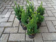 50 Eibe 11-25cm Lescow japanische immergruene Taxus winterharte Heckenpflanze