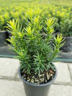 25  Eibe 11-25cm Lescow japanische immergruene Taxus winterharte Heckenpflanze