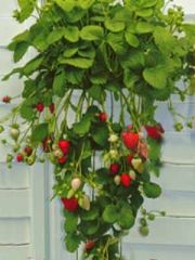10 Erdbeerpflanzen = ein 10erTray Fragaria Haengeerdbeere 10erTray  gewachsen winterhart
