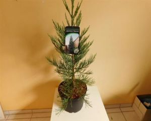 Mammutbaum Sequoiadendron giganteum Glaucum 80 cm T30, 4260566450688