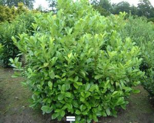 25 Kirschlorbeer Prunus Rotundifolia 15-35cm Groe