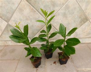 12 Kirschlorbeer Novita Prunus lauroc. Jungpflanzen 15-35cm T9x9 Pflanzware