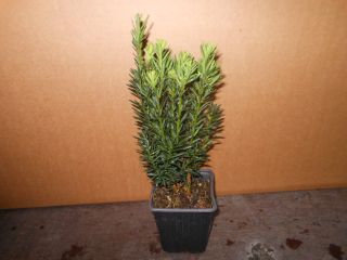 Taxus media 12 Stück Hicksii bildet Beeren Becher-Eibe 30/40 T9X9 Heckenpflanze