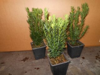 Taxus media 12 Stück Hicksii bildet Beeren Becher-Eibe 25/35 T9X9 Heckenpflanze