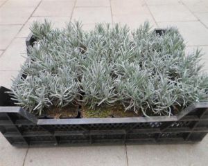 Lavendel 100 Stück Munstead  Lavendula angustifolia winterharte Staude Hecke T9
