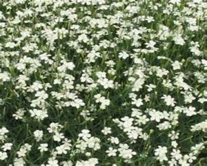 Dianthus Deltoides 1 Stück White  Bodendecker  Heide-Nelke winterhart T9x9