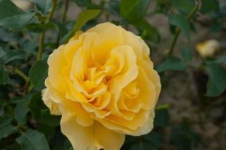 Rosen 10 Stück gelb  Edelrosen Teehybriden Schnittrosen wurzelnackt