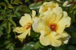 Strauchrose Rosa Apple Jack®  Kenendure gelb wurzelnackt