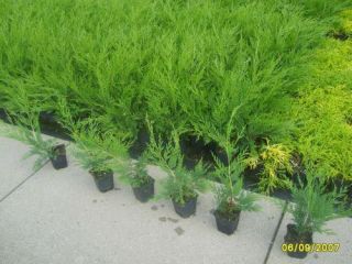 Cupressus 12 leylandii grün Bastardzypressen 25-35 cm T9x9  Hecken 4260238321063
