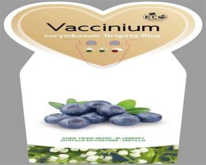 Heidelbeere  1 Stück Vaccinium  Brigitta Blue winterhart eßbar Früchte T11