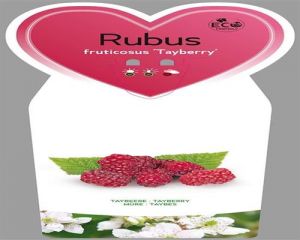 Riesen-Himbeere Tayberry 3 Stück Rubus fruticosus winterhart eßbar Früchte T11