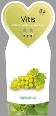 Weintraube 3 Stück Witte van der Laan Vitis vinifera  T11