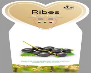 Schwarze Johannisbeere 3 Stück Titania Ribes nigrum winterhart T11