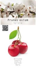 Saeulen-Kirsche 1 Stueck Sylvia Zuilboom Prunus avium  T17x17 Obst