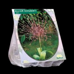 Allium Schubertii 3 Stück 10/12 Blumenzwiebeln  Zierlauch