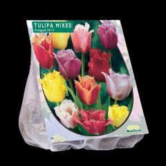 Tulpen 30 Stück Fransen-Mix10/11 Tulipa Blumenzwiebeln