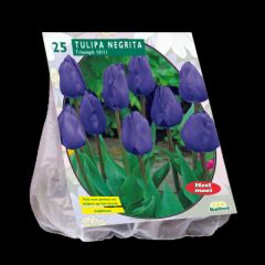 Tulpen 25 Stück Negrita Triumph 10/11 Tulipa Blumenzwiebeln