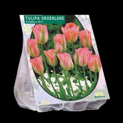 Tulpen 20 Stück Viridiflora Groenland 10/11 Tulipa Blumenzwiebeln