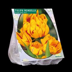 Tulpen 20 Stück Frühe Monsella gefüllt  10/11 Tulipa Blumenzwiebeln
