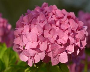 Bauernhortensie 1 rosa Hortensie Hydrangea macro. Jungpfl. 2jvStP9 4260566450527