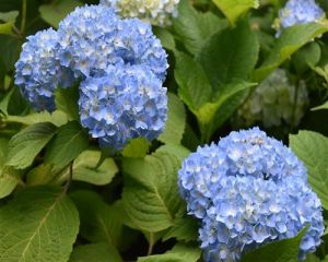 Bauernhortensie 50 blau Hortensie Hydrangea macro. Jungpfl 2jvStP9 4260566450565