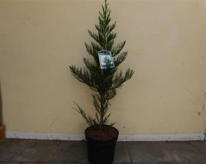 Mammutbaum Sequoiadendron giganteum 1 Stü. Greenpeace 60-80 cm C12 4260566450695