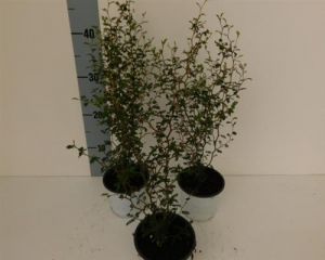 Sophora prostrata Schnurbaum 30/40 Zimmerpflanze T12 4260566450930