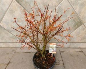 Ahorn, Japanische- Fächerahorn Katsura orange/grün - Acer palmatum Bonsai