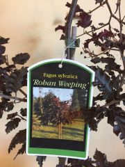 Fagus sylvartica Rohan Weeping Blutbuche Stamm, 50-60 cm Bonsai-Rohware