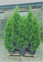 Smaragd 20 Stück Thuja Lebensbaum 130-140 cm T27 Anwachsgarantie