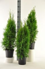 Smaragd 60-80 cm 60 Stück Thuja Lebensbaum T19 Hecken Anwachsgarntie