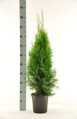 Smaragd 100-120 cm Thuja Lebensbaum 6 Stück im Topf gewachsen Anwachsgarantie