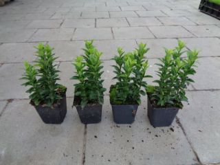 Buchsbaum-Ersatz 12  Stück Euonymus jap. Heckenpflanze T9x9